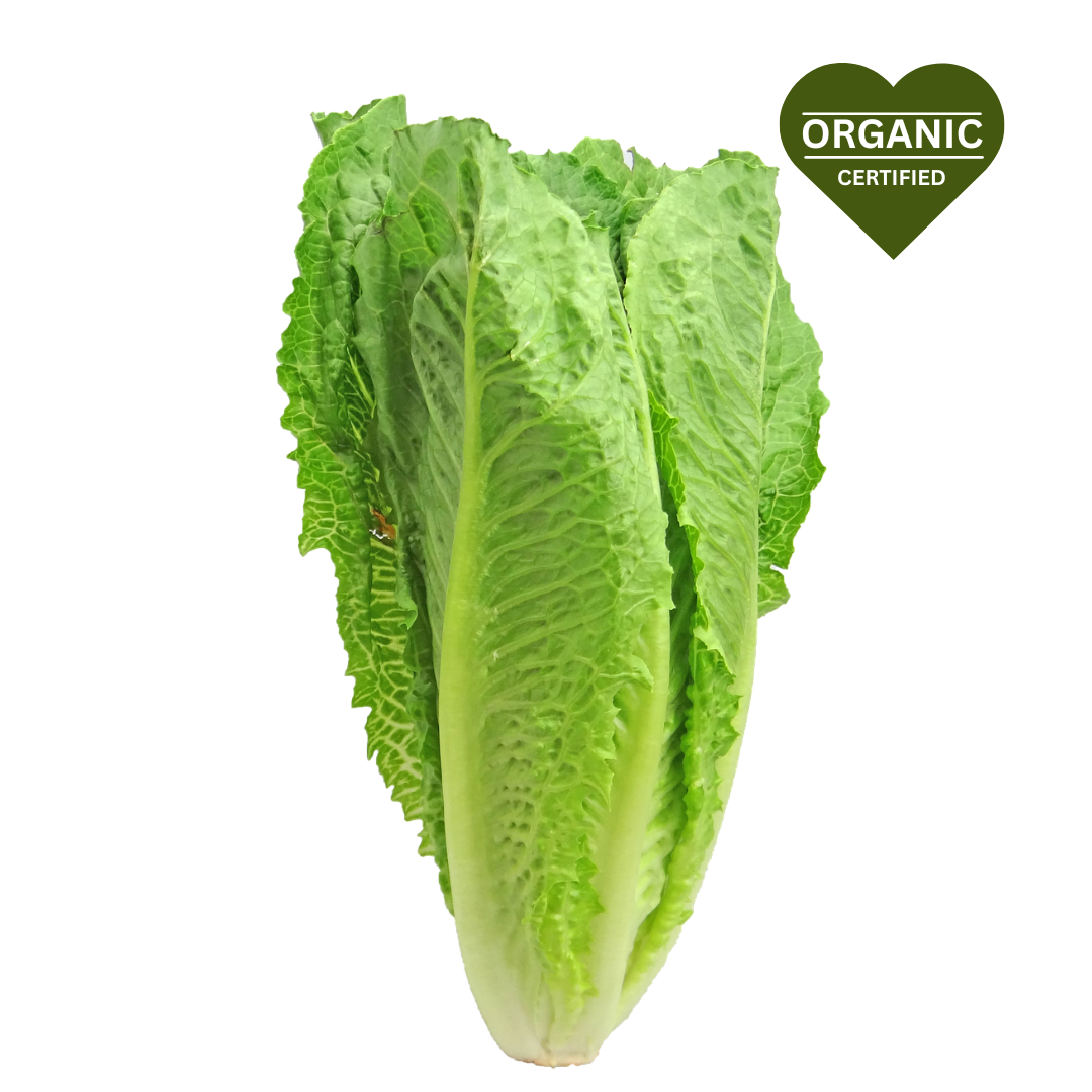 Baby Cos Lettuce (each)